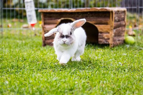 how long can a pet bunny live