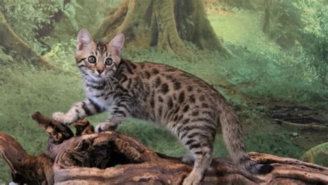 how long do bengal cats live