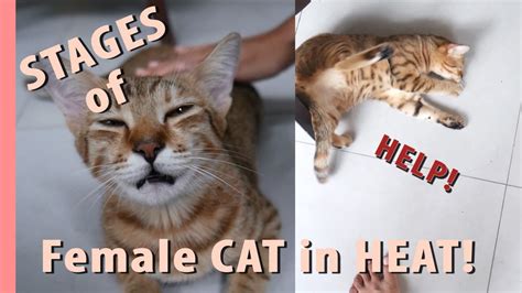 how long do female cats stay in heat