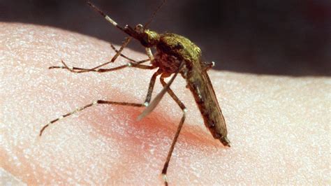 how long do mosquito bites last