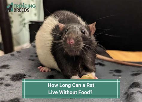 how long do rats live without food