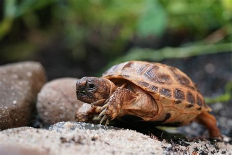 how long do russian tortoises live