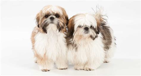 how long do shih tzu dogs live