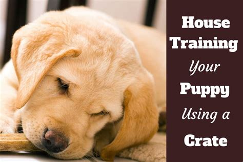 how long does house training a puppy take