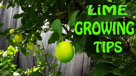 how long does lime tree take to grow