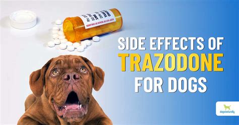 how long does trazodone last in dogs