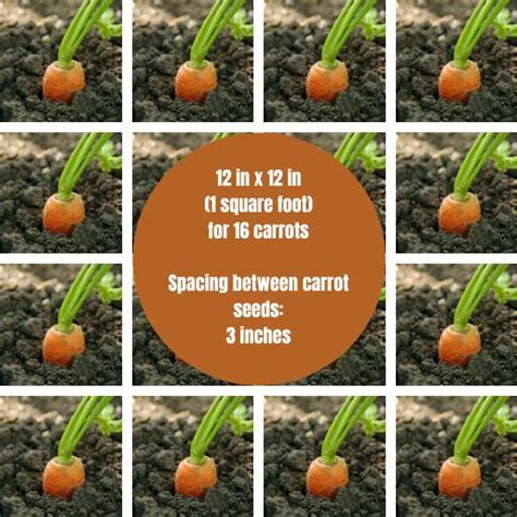 how many carrots per square foot