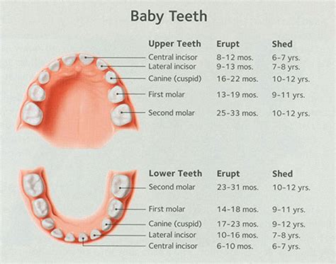 how many teeth does a child have