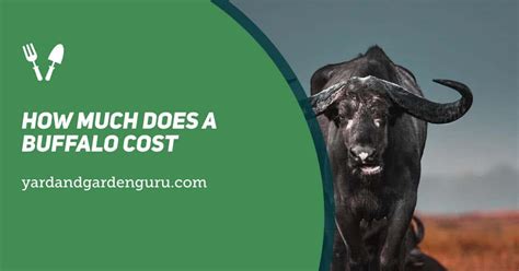 how much does a buffalo cost