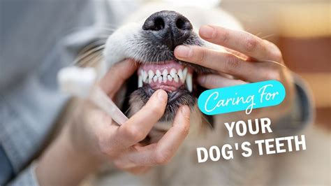 how much does a teeth cleaning cost for a dog