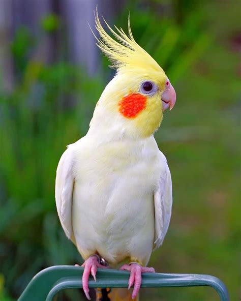 how much for a cockatiel bird