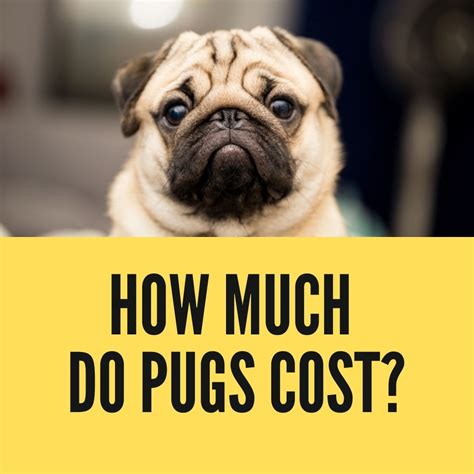 how much is the pug