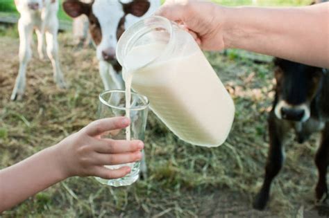 how much milk a cow gives in a day