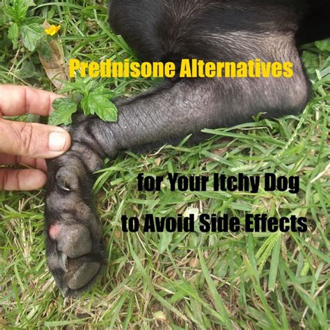 how much prednisone can i give my dog