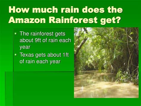 how much rain does the amazon rainforest get