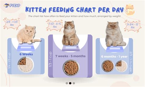 how much to feed a kitten 3 months