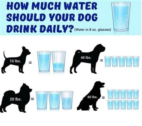 how much water should a puppy drink in 24 hours