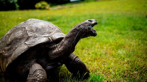 how old can a tortoise live