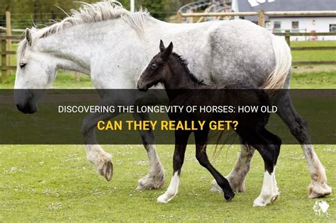 how old can horses live