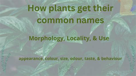 how plants get their names how plants get their names Reader