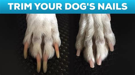 how short to cut dog nails