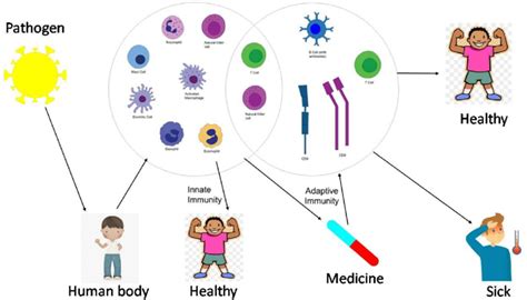 how the immune system works includes free desktop Epub