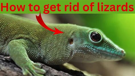 how to avoid lizards in home