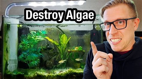 how to clean algae from fish tank