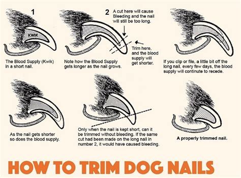 how to clip your dog's nails