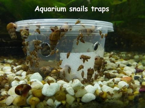 how to control snails in aquarium Kindle Editon