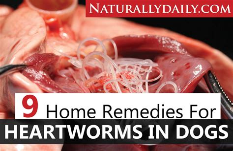 how to cure heartworms in dogs