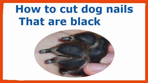 how to cut dog toenails black