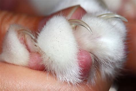 how to cut kittens nails