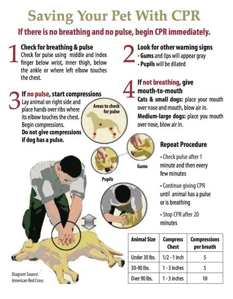 how to do cpr on a dog