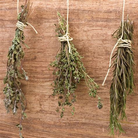 how to dry herbs the ultimate guide to drying herbs at home for better health and nutrition Reader