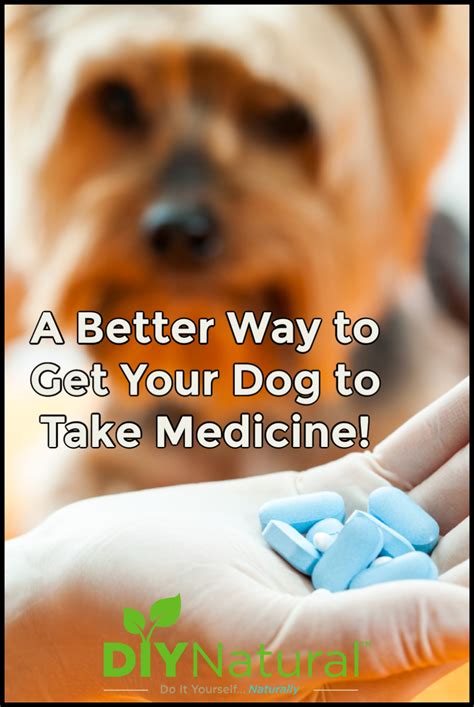 how to get a dog to take a pill