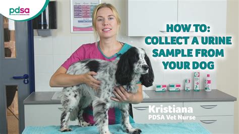 how to get a urine sample from a dog