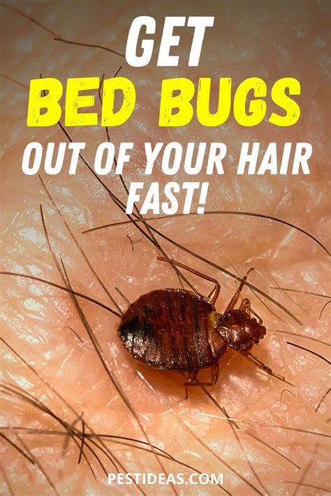 how to get bugs out of hair