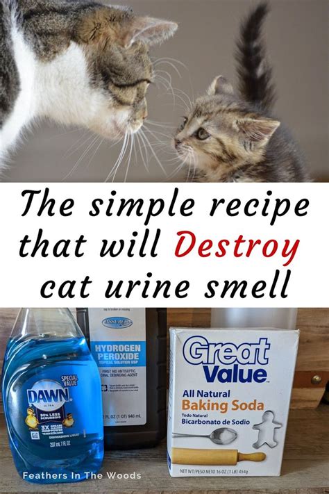 how to get cat pee smell out of clothes