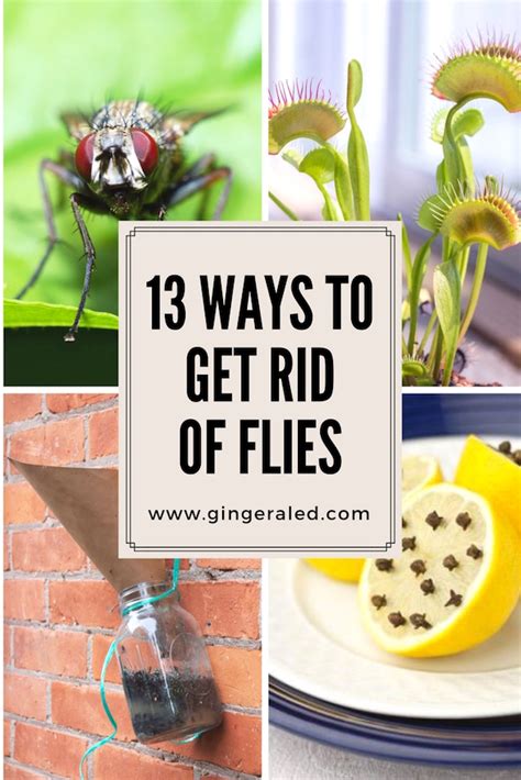 how to get flies out of house