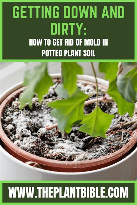 how to get rid of algae in potted plants