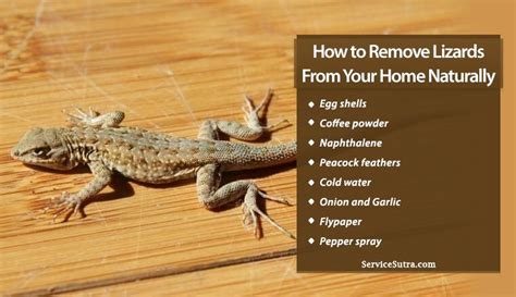 how to get rid of house lizards