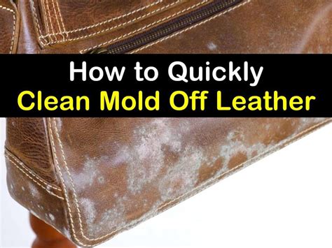 how to get rid of mold on leather