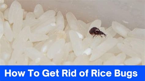 how to get rid of rice bugs