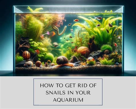 how to get rid of snail infestation in aquarium Kindle Editon