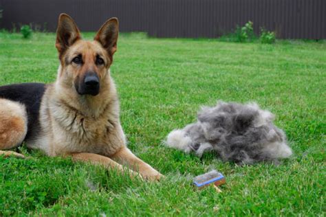 how to groom a german shepherd with shed release