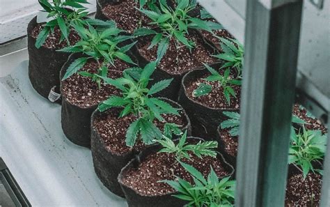 how to grow marijuana at home in 60 days a complete step by step guide to growing cannabis in the comfort of PDF