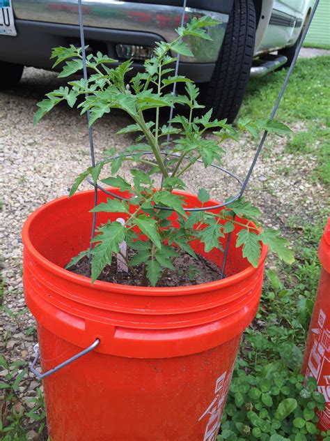 how to grow tomatoes in buckets Kindle Editon