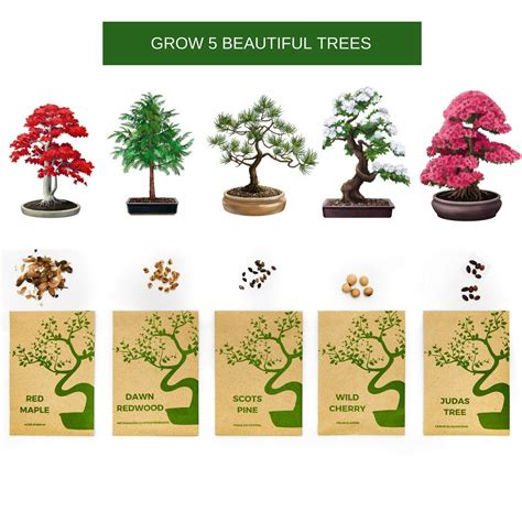 how to grow your own bonsai trees from seed Kindle Editon