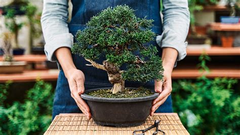 how to grow your own bonsai trees from seed Kindle Editon